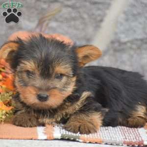 Andrew, Yorkie Puppy