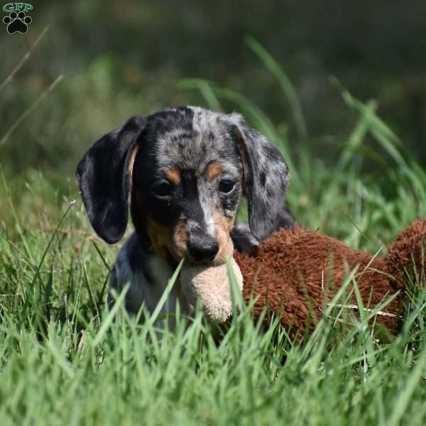 Ziggy, Dachshund Puppy