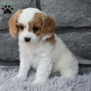 Sammy, Cavapoo Puppy