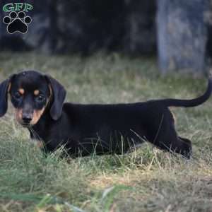 Bean, Dachshund Puppy