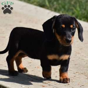 Bean, Dachshund Puppy