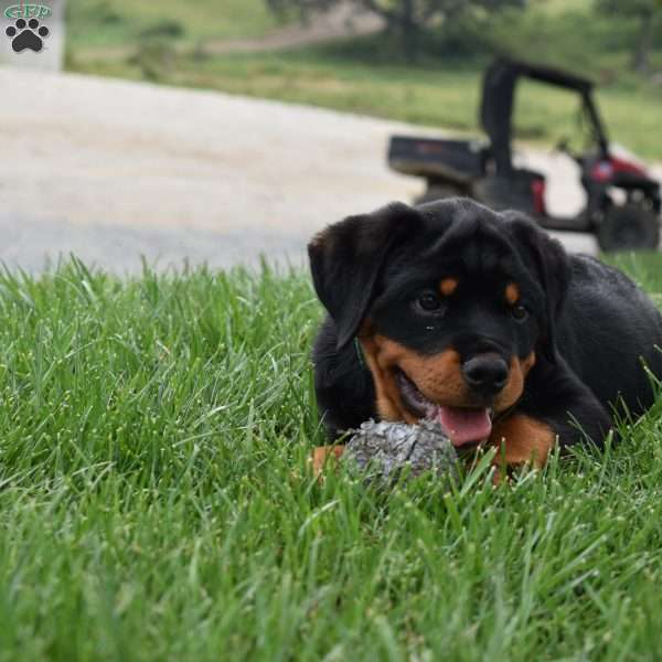 Brandi, Rottweiler Puppy
