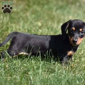 Bean, Dachshund Puppy
