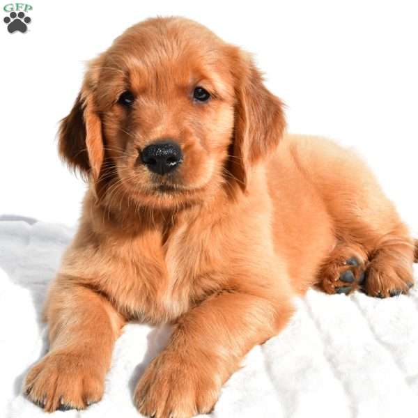 Lola, Golden Retriever Puppy