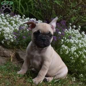 Twilight, French Bulldog Mix Puppy