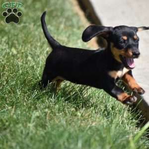 Bean, Dachshund Puppy