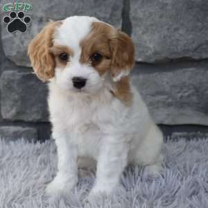 Sammy, Cavapoo Puppy