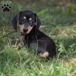 Nugget, Dachshund Puppy