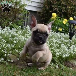 Twilight, French Bulldog Mix Puppy