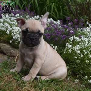 Twilight, French Bulldog Mix Puppy