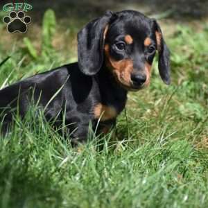Bean, Dachshund Puppy