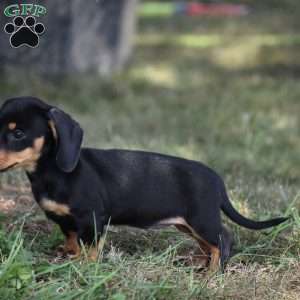 Bean, Dachshund Puppy