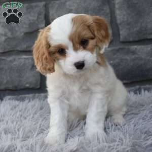 Sammy, Cavapoo Puppy