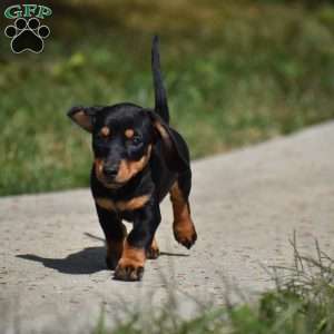 Dolly, Dachshund Puppy