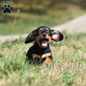 Dolly, Dachshund Puppy