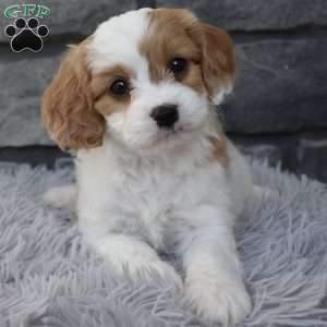 Sammy, Cavapoo Puppy