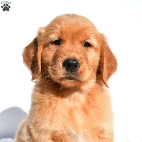 Cinnamon, Golden Retriever Puppy