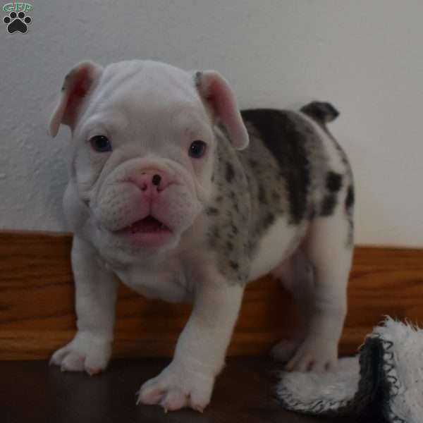 Bentley, French Bulldog Mix Puppy