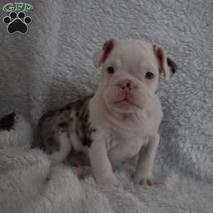 Bentley, French Bulldog Mix Puppy