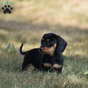Dolly, Dachshund Puppy