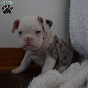 Bentley, French Bulldog Mix Puppy
