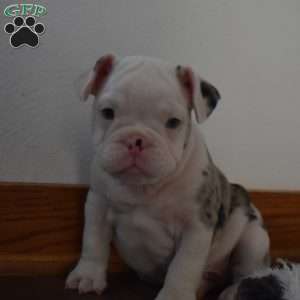 Bentley, French Bulldog Mix Puppy