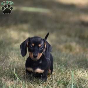 Dolly, Dachshund Puppy