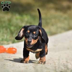 Dolly, Dachshund Puppy