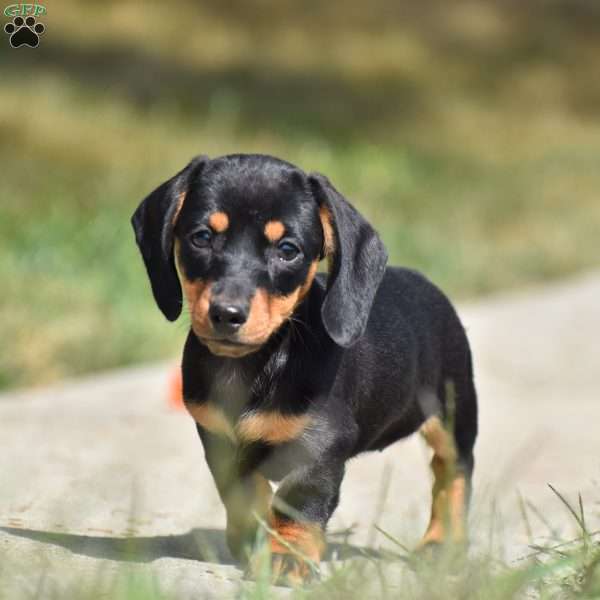 Dolly, Dachshund Puppy