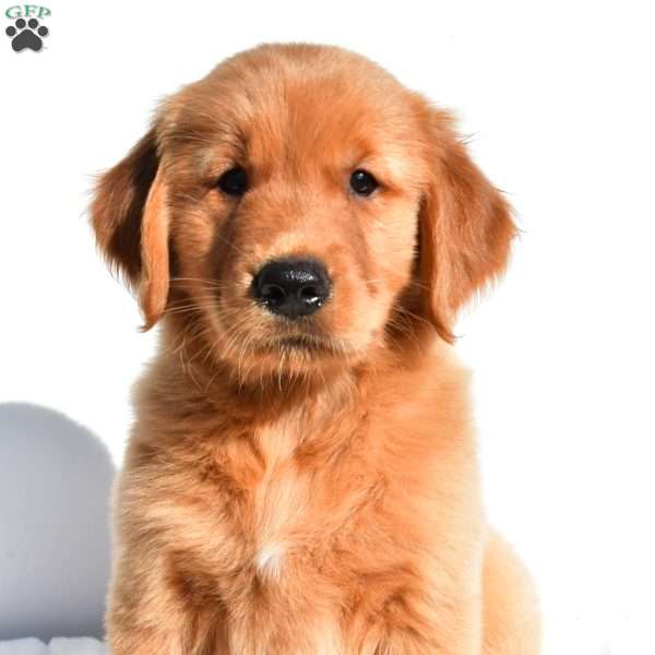 Rusty, Golden Retriever Puppy