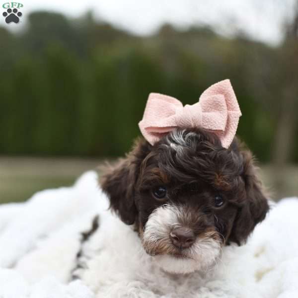 Angelina, Miniature Poodle Puppy