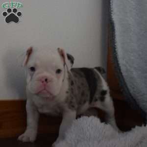 Bentley, French Bulldog Mix Puppy