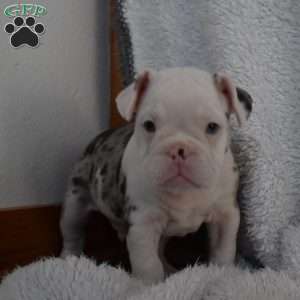 Bentley, French Bulldog Mix Puppy