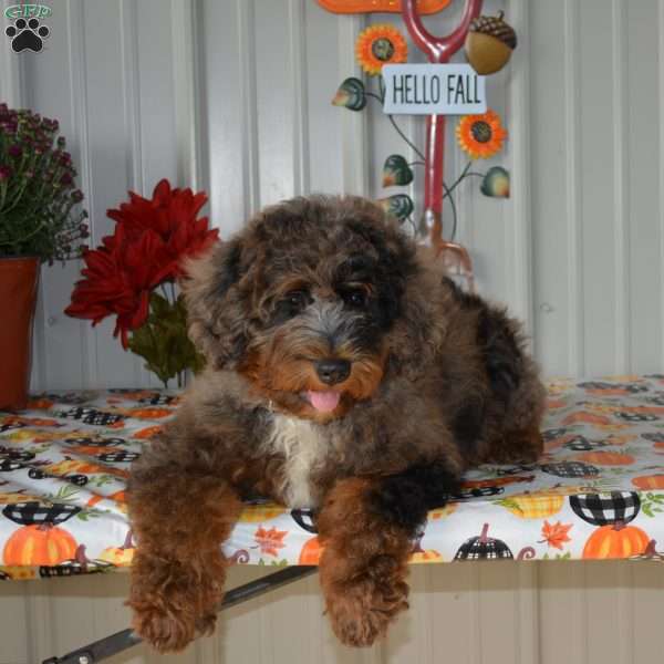 Rory, Mini Bernedoodle Puppy