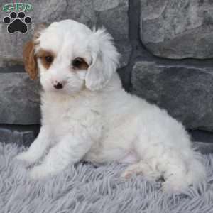 Skittles, Cavapoo Puppy