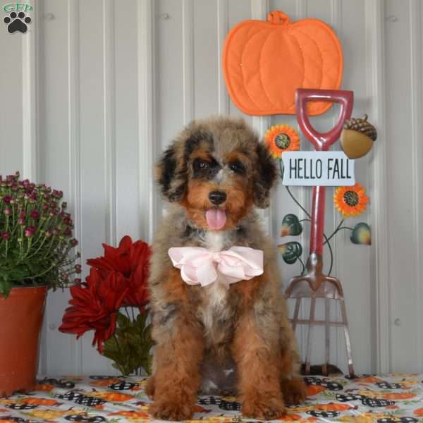 Betty, Mini Bernedoodle Puppy