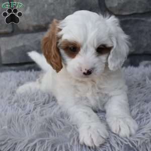 Skittles, Cavapoo Puppy
