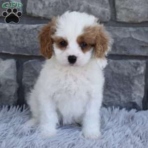 Skye, Cavapoo Puppy