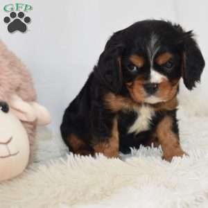 Leo, Cavalier King Charles Spaniel Puppy