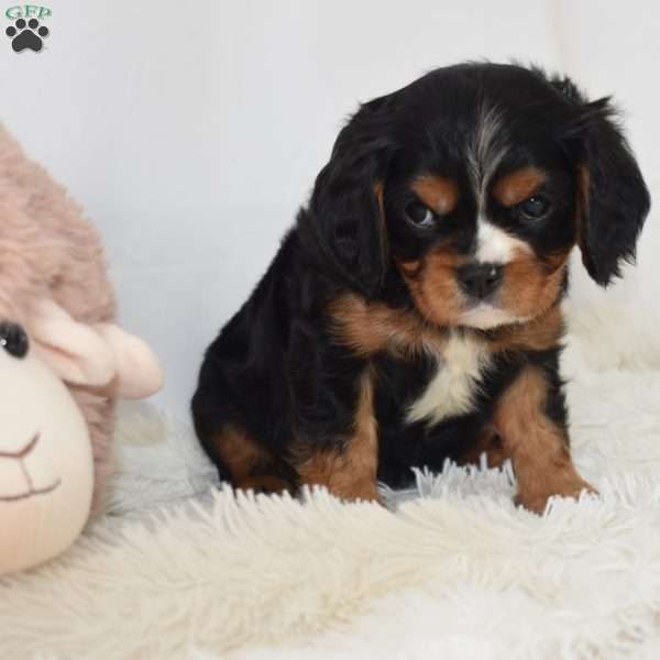 Leo, Cavalier King Charles Spaniel Puppy