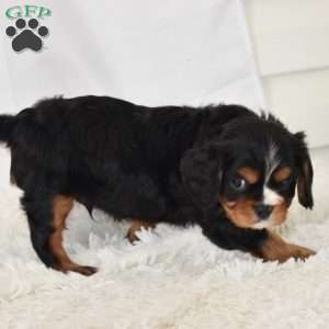 Leo, Cavalier King Charles Spaniel Puppy