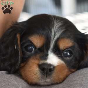 Leo, Cavalier King Charles Spaniel Puppy