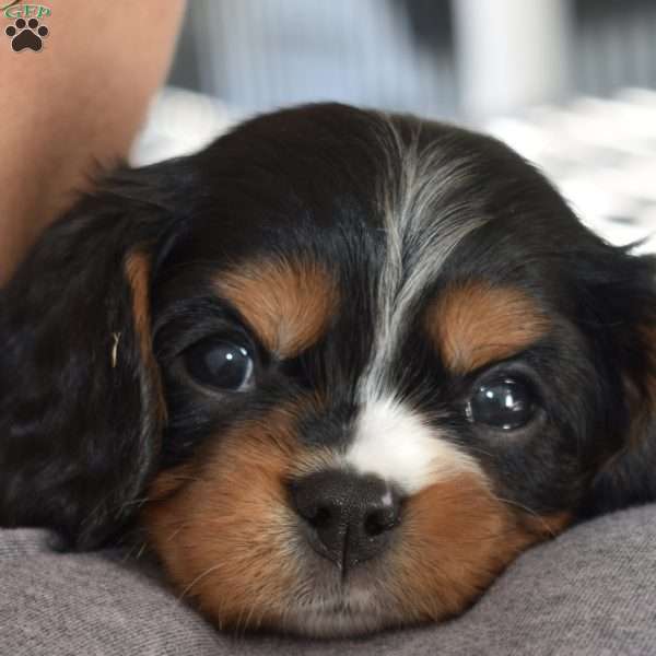 Leo, Cavalier King Charles Spaniel Puppy