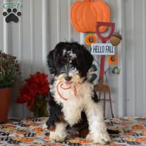 Miss Queen, Mini Bernedoodle Puppy
