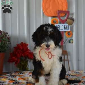 Miss Queen, Mini Bernedoodle Puppy