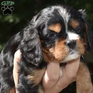Leo, Cavalier King Charles Spaniel Puppy