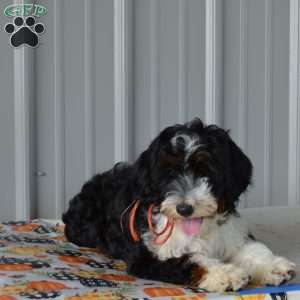 Miss Queen, Mini Bernedoodle Puppy