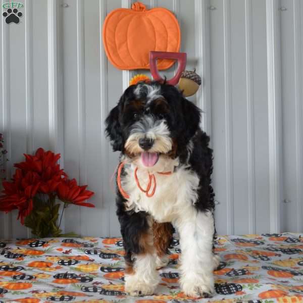 Miss Queen, Mini Bernedoodle Puppy