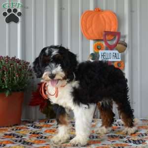Miss Queen, Mini Bernedoodle Puppy