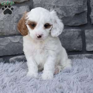 Skittles, Cavapoo Puppy